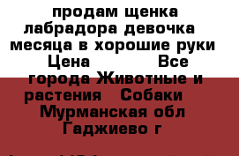 продам щенка лабрадора девочка 2 месяца в хорошие руки › Цена ­ 8 000 - Все города Животные и растения » Собаки   . Мурманская обл.,Гаджиево г.